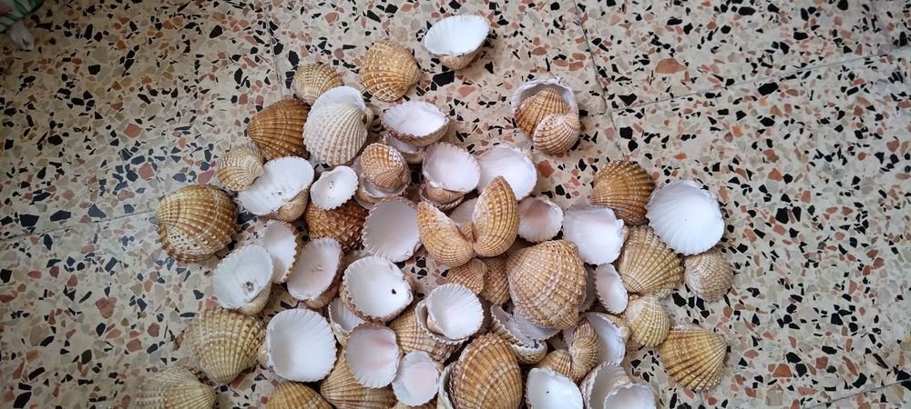Conchas decorativo