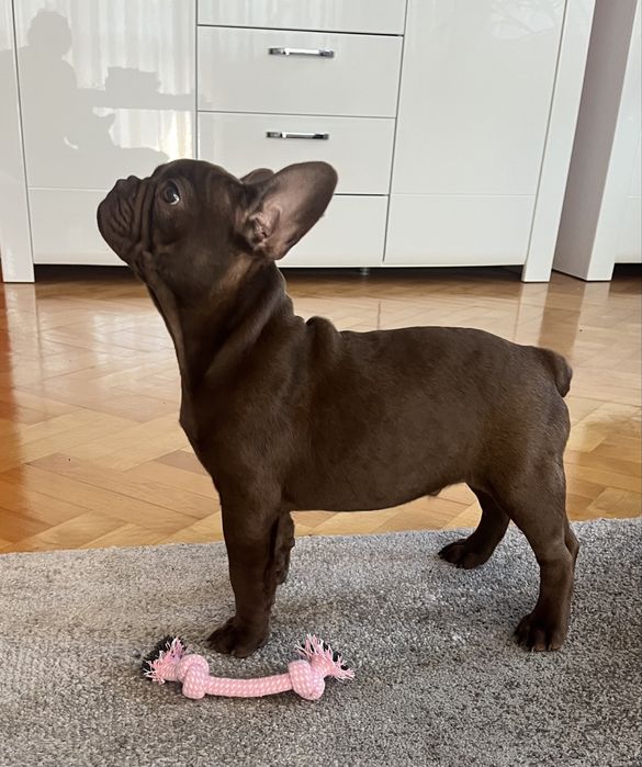 Buldog francuski pies