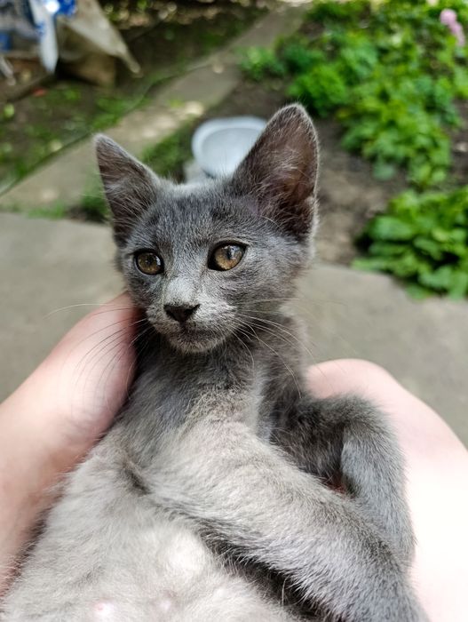 Сіренький котик безкоштовно