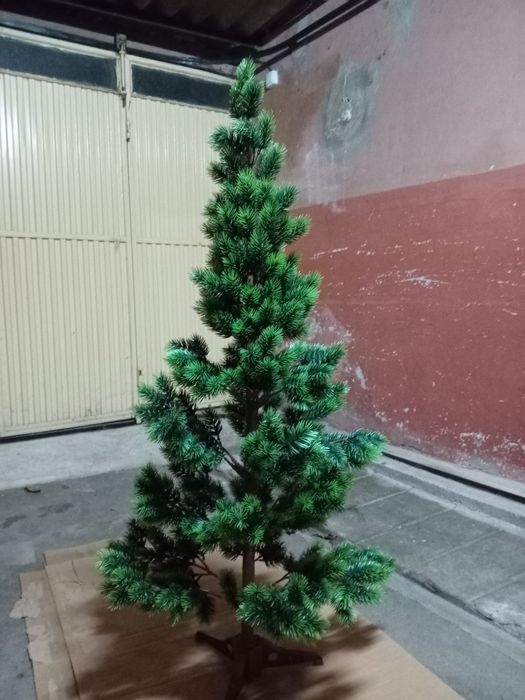 Pinheiro de natal