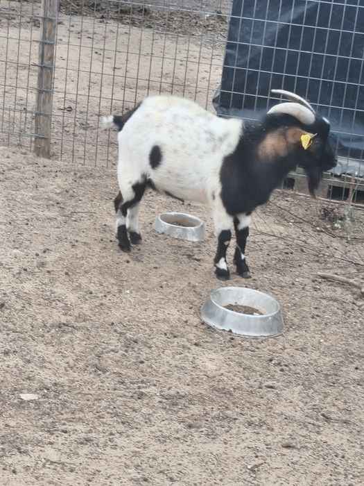 Animal de quinta meigo
