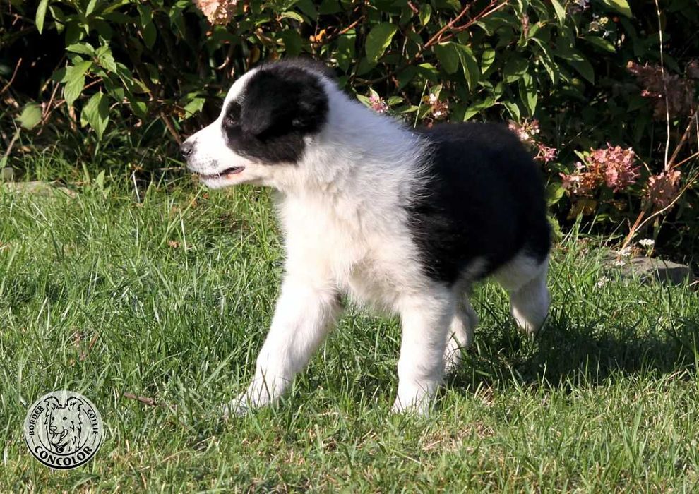 Border Collie Coli - piesek standard czarno-biały. Rodowód, przebadani rodzice.