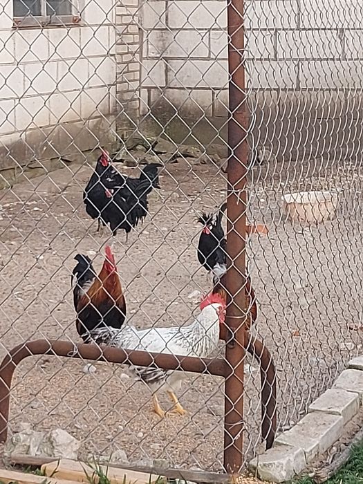 Sprzedam koguty rasowe