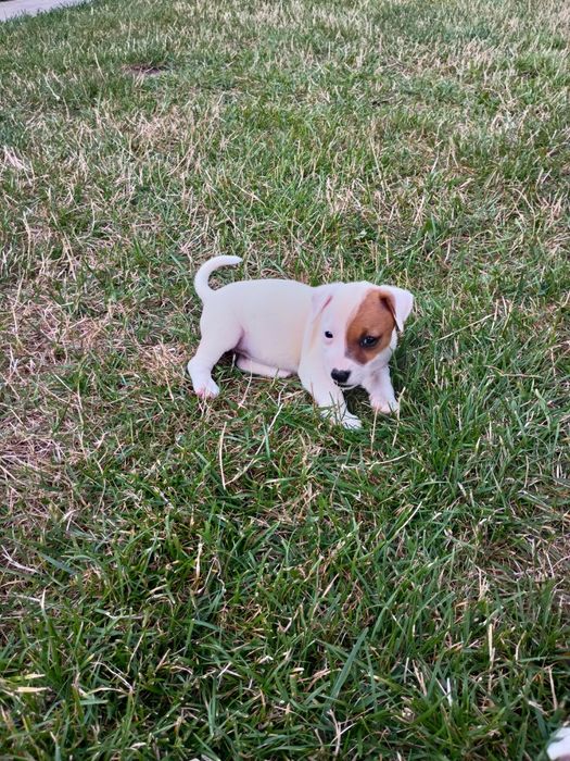 Jack Russell terrier Krótkowłosa