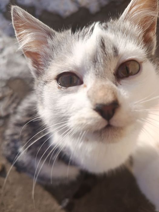 Котик-хлопчик в добрі руки