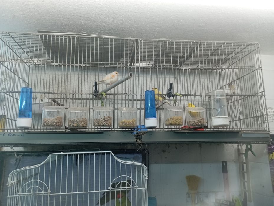 Vendo canários 2fem