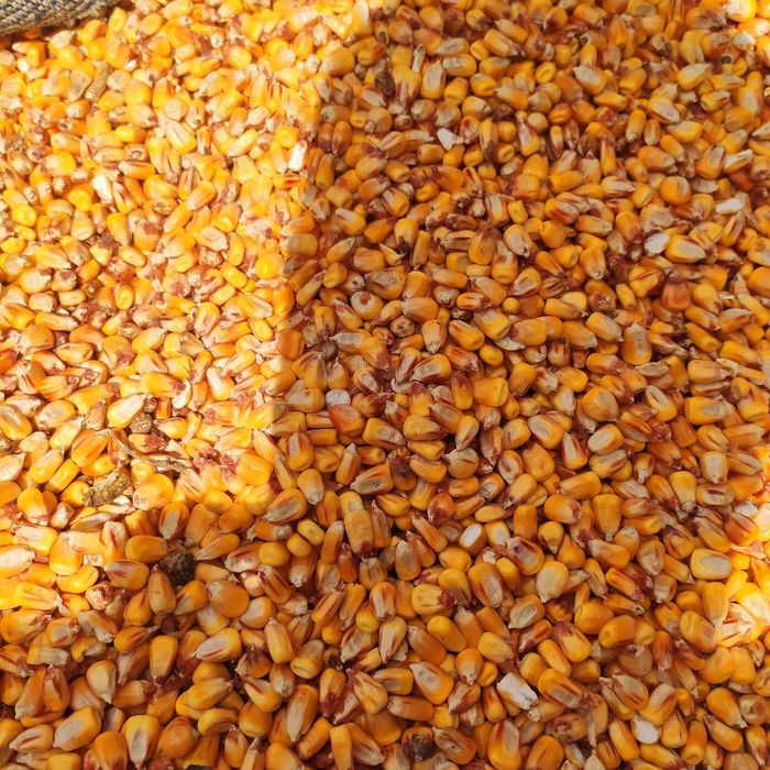 Кукуруза Продам кукурузу