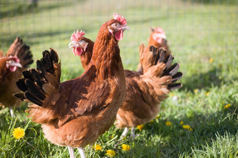Kury kokoszki  nioski rasy Rosa kolorowa