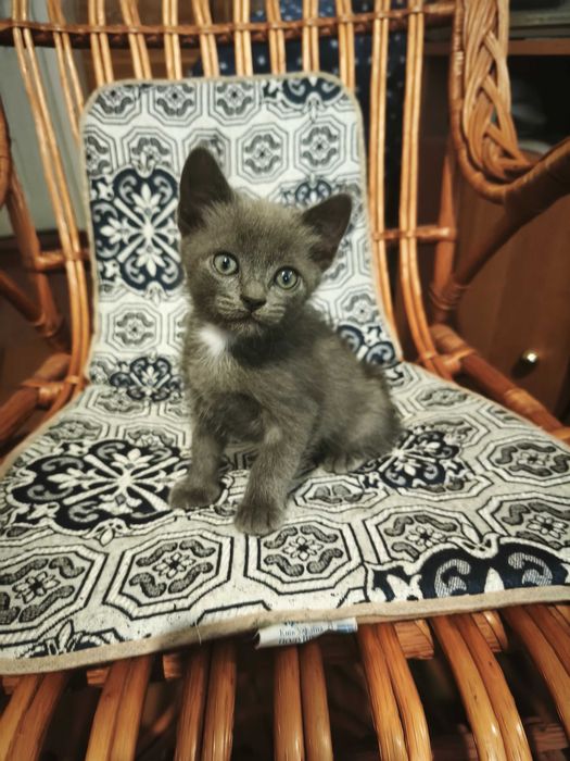 Кошенята шукають люблячу родину