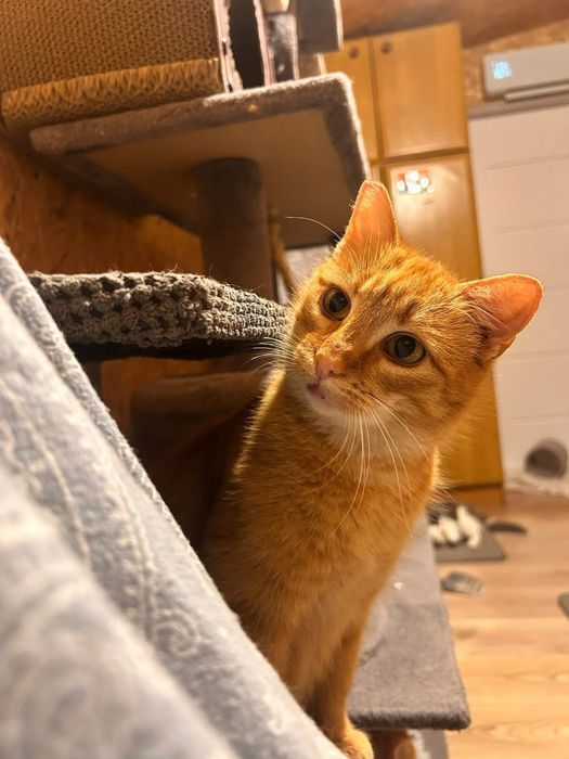 Mloda kicia do pokochania