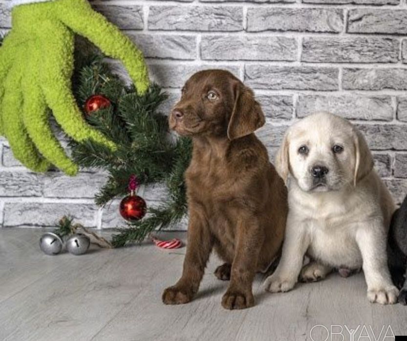 Белая Мишка и Черный Лабрадоры щенки на подарок взрослым и детям