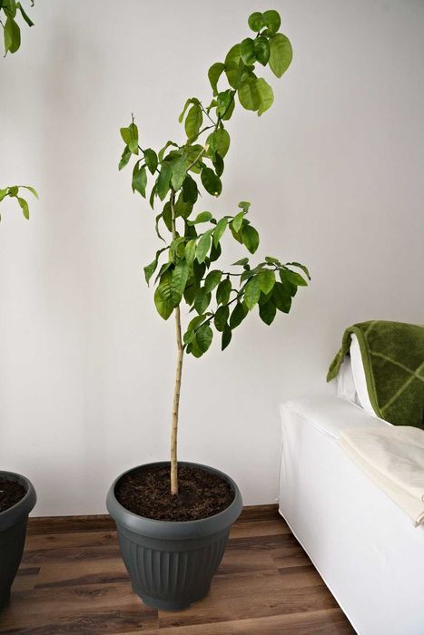 Drzewko cytrusowe - Limonka