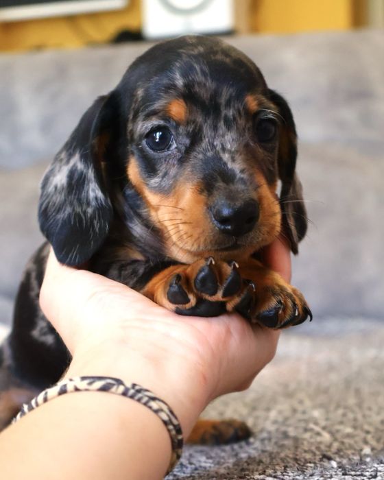 Teckel macho miniatura  black merle