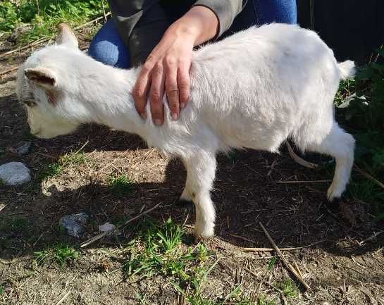 Cabras anãs - Pequeno rebanho