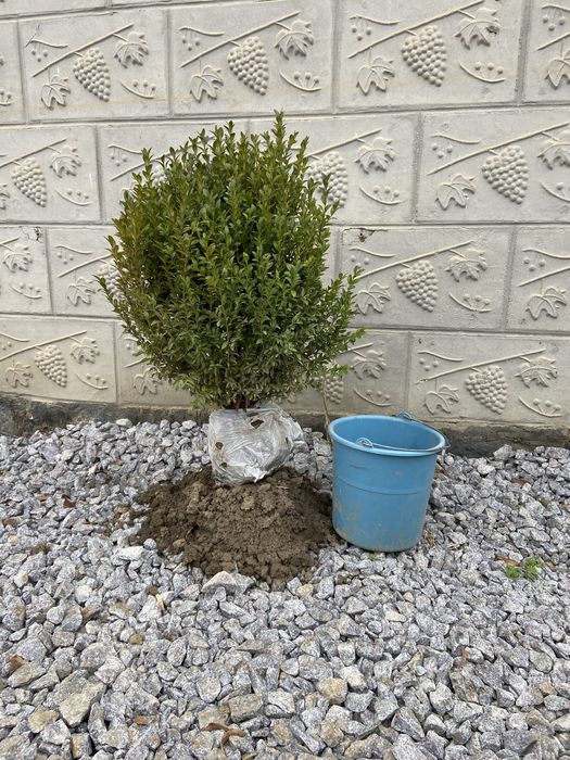 Самшит вiчнозелений 60 см висота