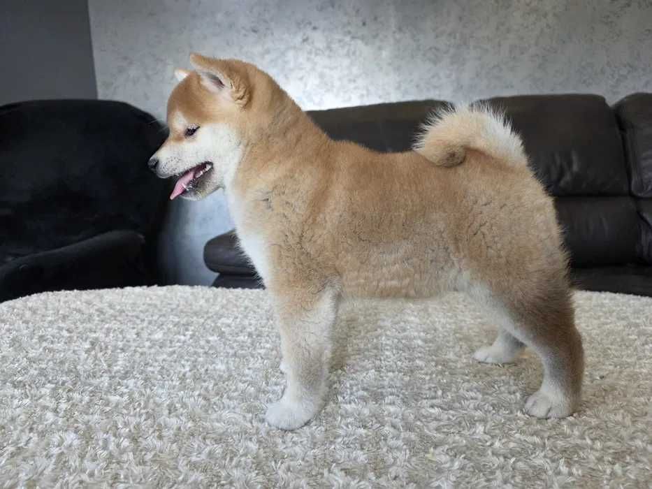 Shiba Inu disponível