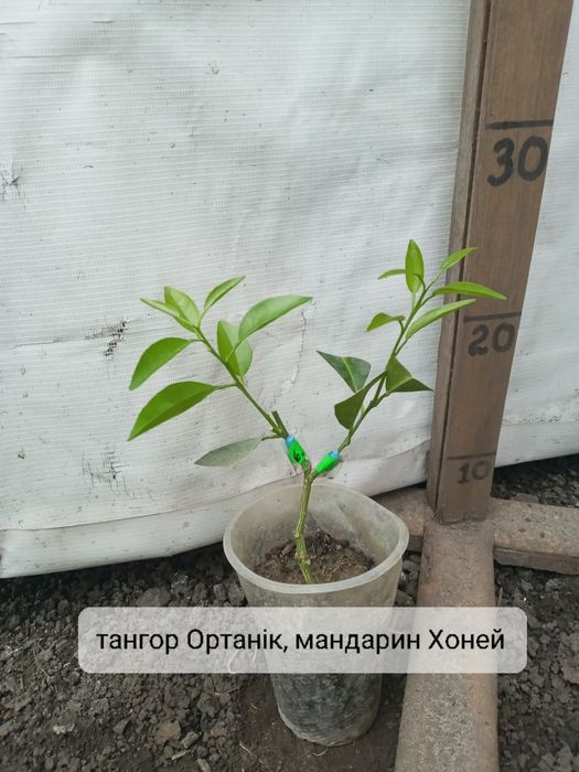 Сад цитрус 2 сорта