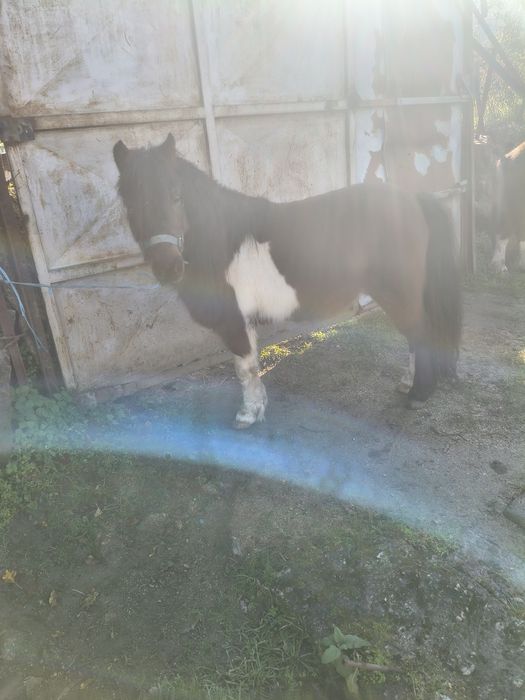 Ponei muito manso e meigo