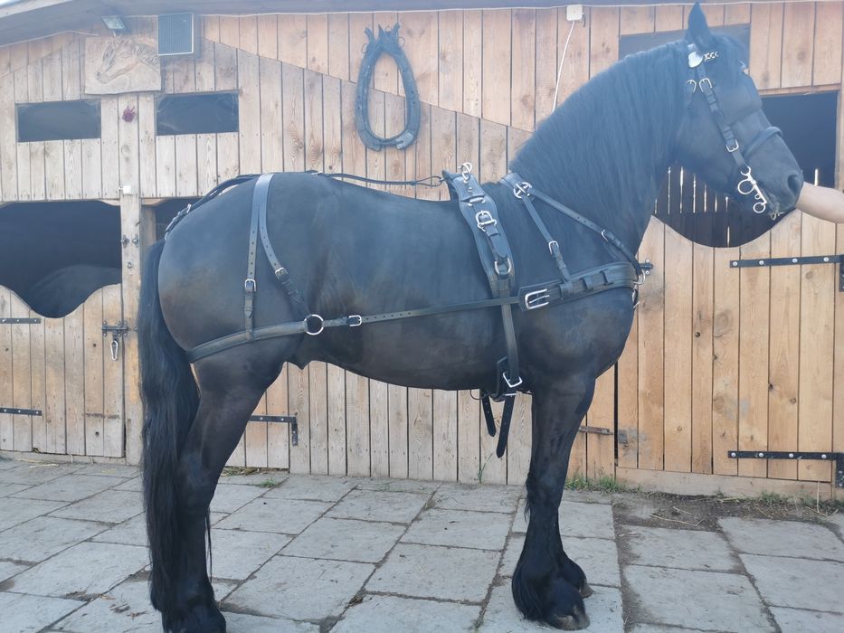 Uprząż pojedynka Full