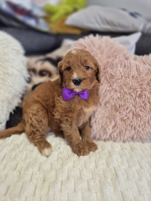 Goldendoodle f1 standard