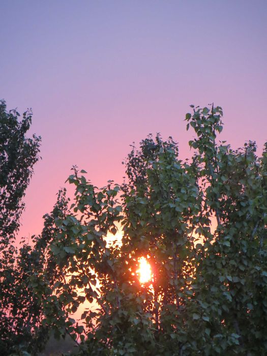 Камера Canon PowerShot SX240 HS