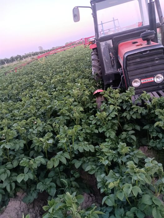 Ziemniaki jak sadzeniaki