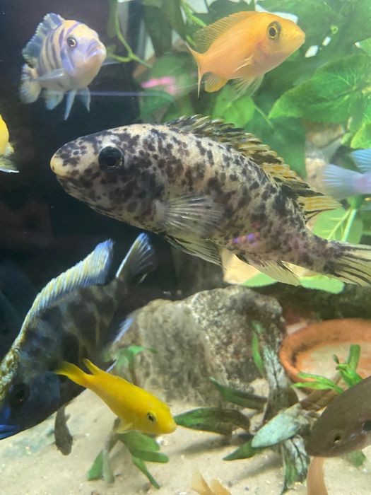ciclideos mbuna multicolor