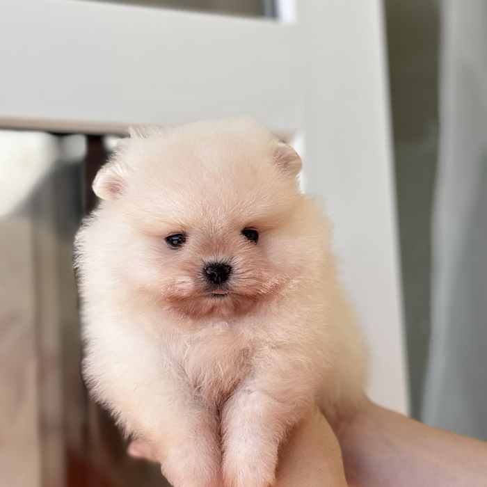 ляльковий Ведмедик шок классу