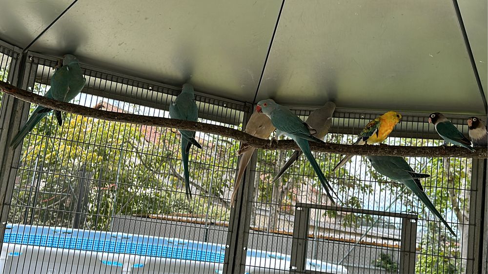 Casal Ring Neck reprodutor