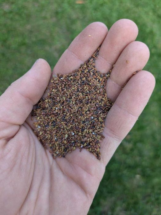 Lucerna nasiona 1 kg za 20 zł