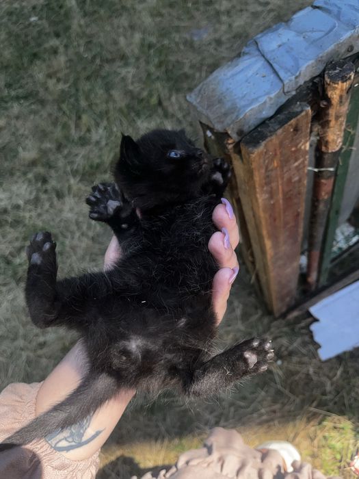 Котята девочки и мальчики