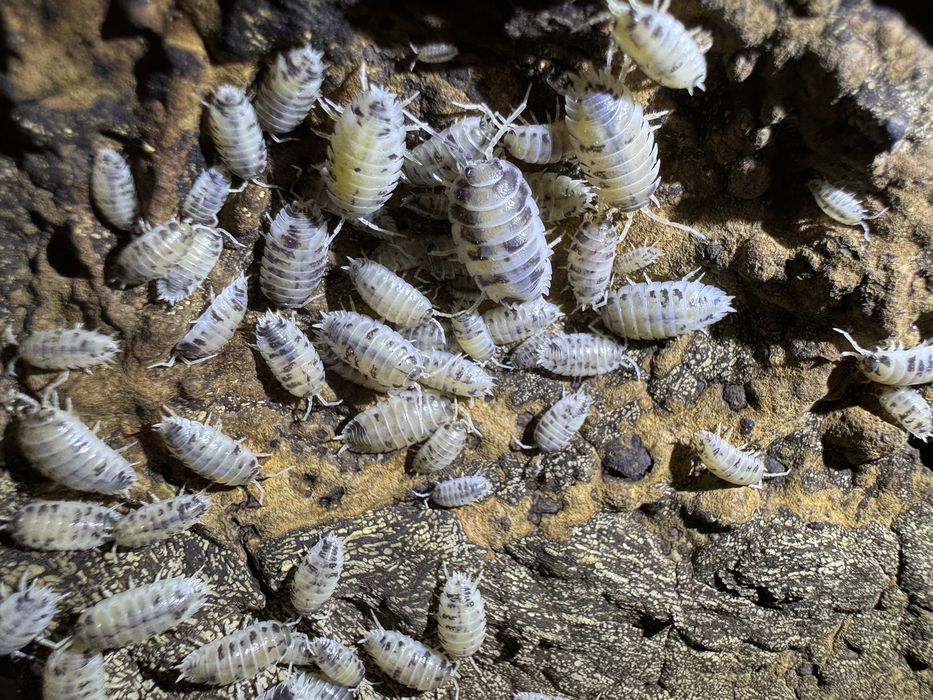 Prosionki krówki, Porcellio laevis