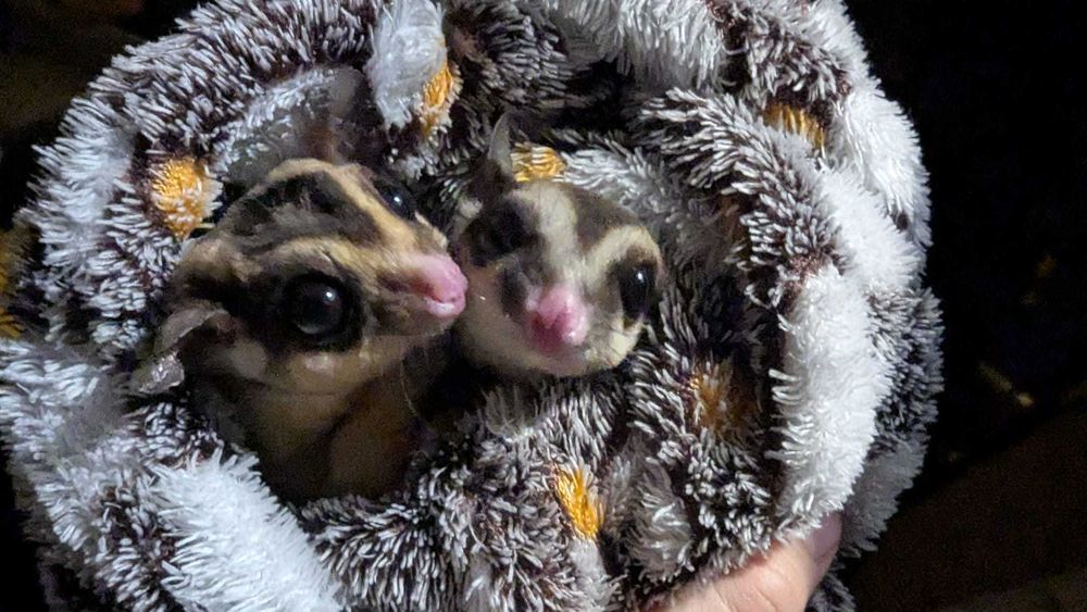 Lotopałanki, oswojone z klatką