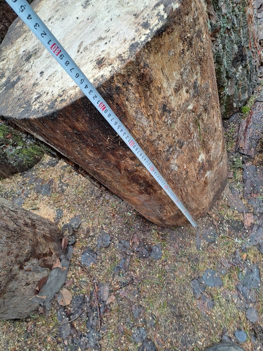 Dąb Pniaki pieńki pinki do rąbania drewna