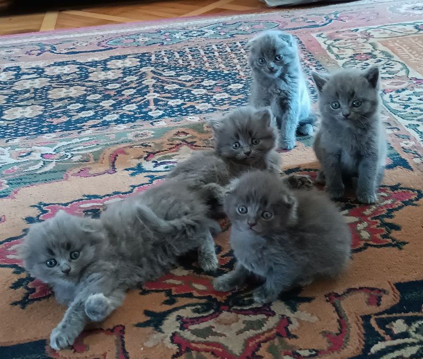 Кошенята шотландські