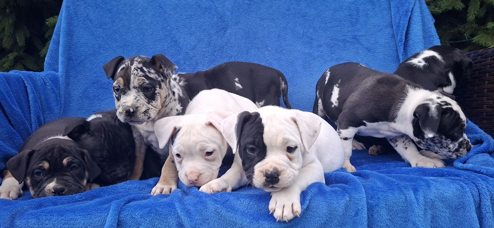 American bully standard szczenię z metryką