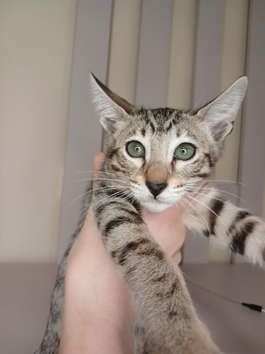 Орієнтальна дівчинка