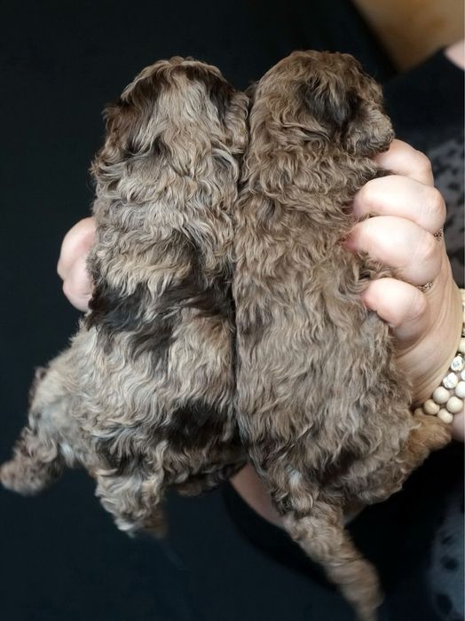 Дівчатка Той Пуделя та Кавалер Кінг Чарльз