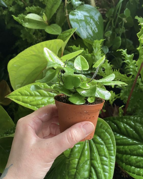 Папороть Hemionitis Arifolia
