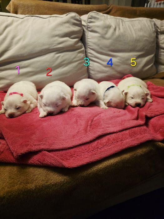 Samoyed szczeniak, pies,suka,FCI,ZKwP, rasowy,rodowód