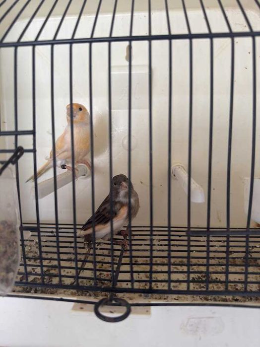 Canários Alérquim Português