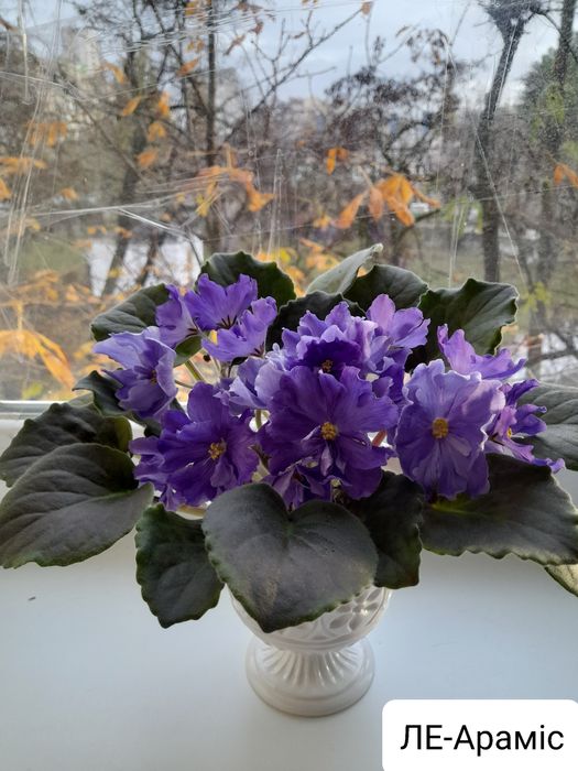 Фиалки  Ліст, укорінений ліст, деткі