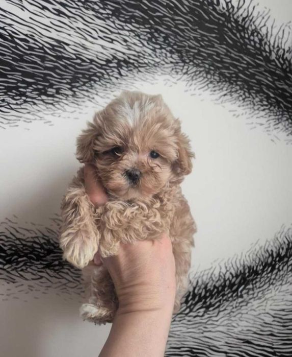 Мини крошки мальтипу. Карамельки.