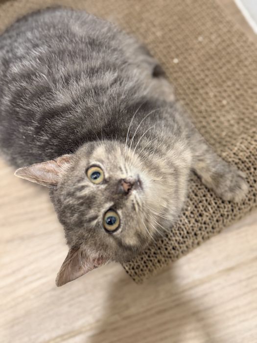 Отдам двух котях метис