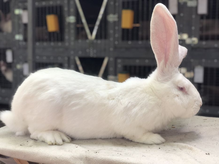 Бельгійський велетень. Фландр. кролики кролі