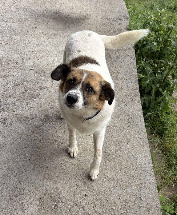 Keli czeka już ponad 5 lat. Czas na szczęśliwy finał!