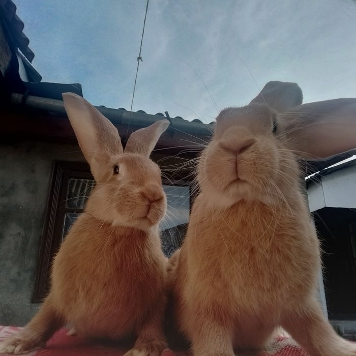 Кролі різних порід