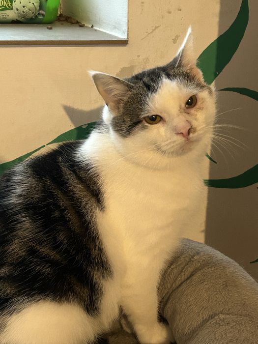 Mlody 6 miesieczny kocurek szuka domu