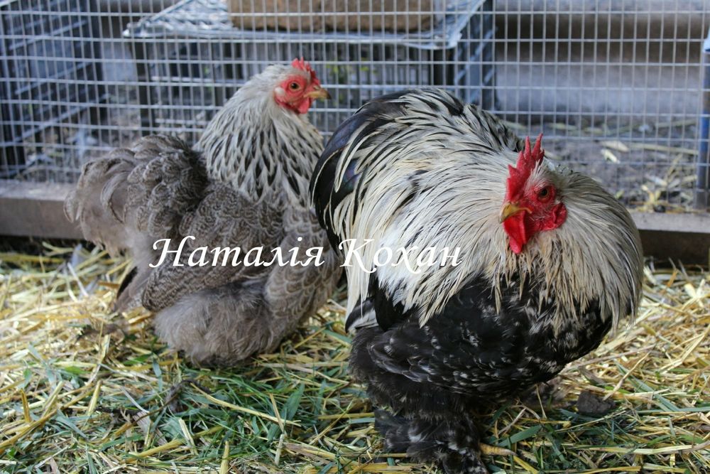 Кохінхін карликовий