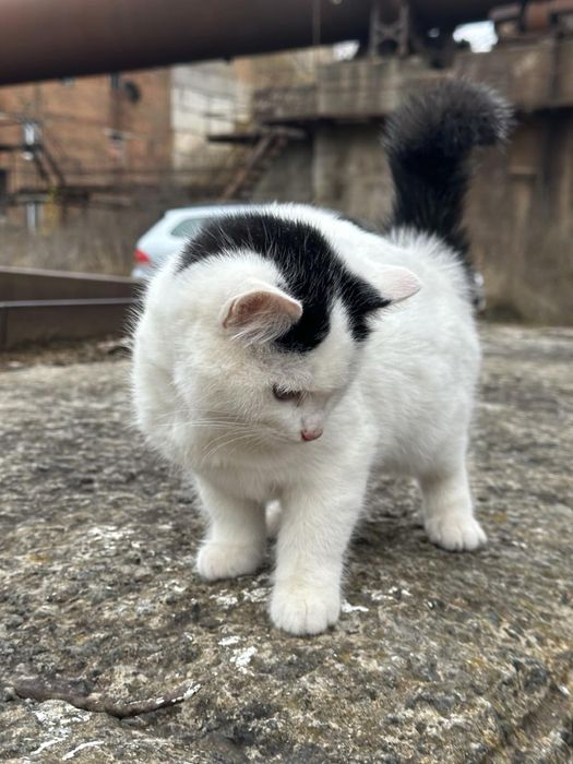 Котик безкоштовно, кіт 3 місяця, кошення